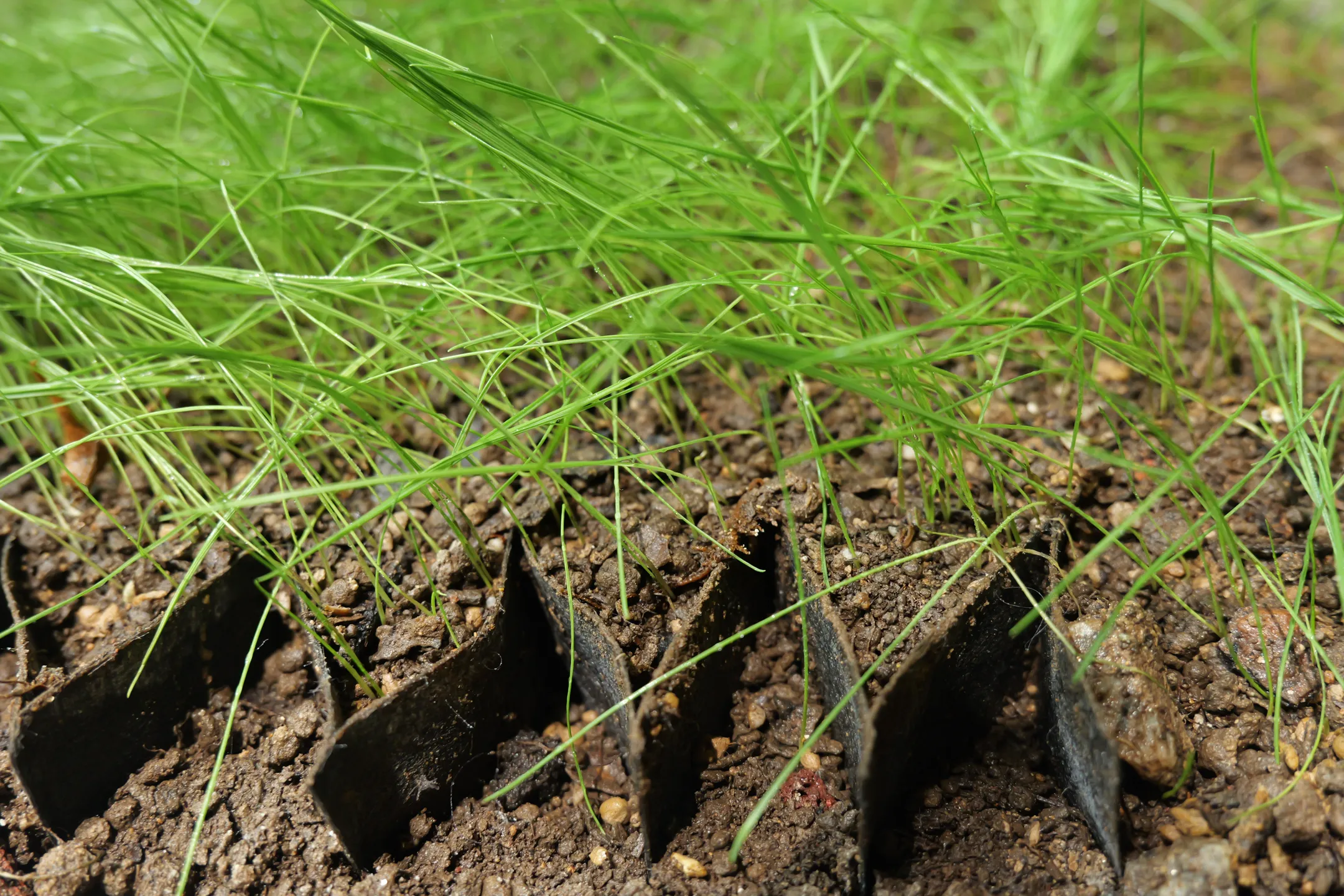Fiber Plastic Geogrid